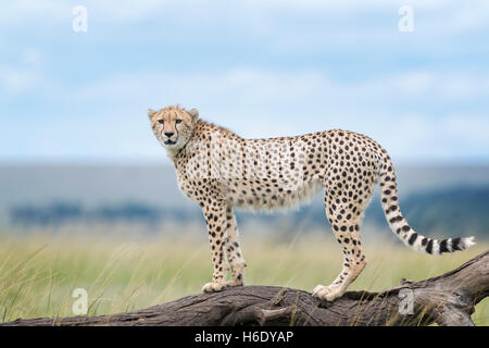 Gepard (Acinonix Jubatus) stehend auf umgestürzten Baum, Masai Mara National Reserve, Kenia Stockfoto