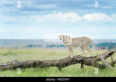 Gepard (Acinonix Jubatus) auf umgestürzten Baum, Masai Mara National Reserve, Kenia Stockfoto