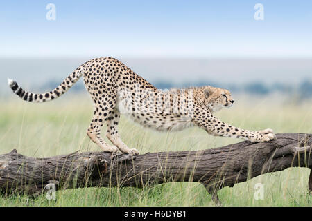 Gepard (Acinonix Jubatus) erstreckt sich auf umgestürzten Baum, Masai Mara National Reserve, Kenia Stockfoto