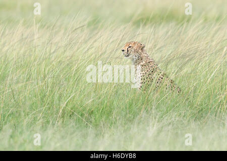 Gepard (Acinonix Jubatus) sitzen versteckt in Rasen, auf der Suche nach Beute, Masai Mara National Reserve, Kenia Stockfoto