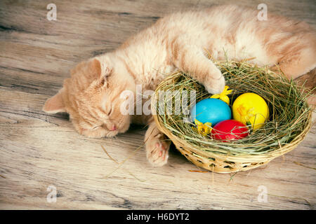 Kleine cremefarbene Katze schlafen in der Nähe von den Korb mit gefärbten Eiern Stockfoto