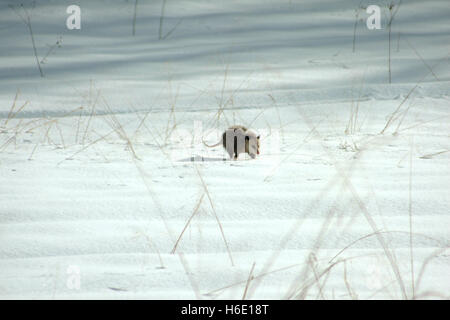 Wandern im Schneefeld Opossum Stockfoto