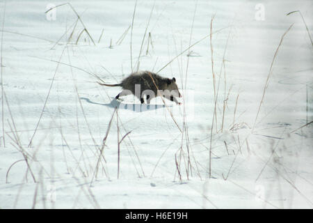 Wandern im Schneefeld Opossum Stockfoto