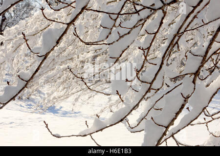 Die Ruhe nach einem Wintersturm. Frischer Schnee auf den Bäumen. Stockfoto