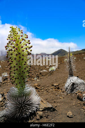 Foto des Ostens Maui Silversword (Haleakala Silversword) im Haleakala Krater im Haleakala National Park auf Maui, Hawaii. Stockfoto