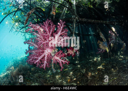 Glänzend farbige Weichkorallen wachsen auf Prop Wurzeln von einer "blue Water Mangrove' in Raja Ampat, Indonesien. Stockfoto