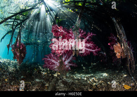 Bunte Weichkorallen wachsen auf Prop Wurzeln von einer "blue Water Mangrove' in Raja Ampat, Indonesien. Stockfoto