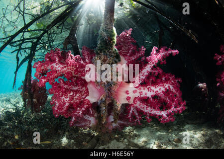 Bunte Weichkorallen wachsen auf Prop Wurzeln von einer "blue Water Mangrove' in Raja Ampat, Indonesien. Stockfoto