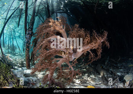 Eine große weiche korallene Kolonie wächst auf Prop Wurzeln von einer "blue Water Mangrove' in Raja Ampat, Indonesien. Stockfoto