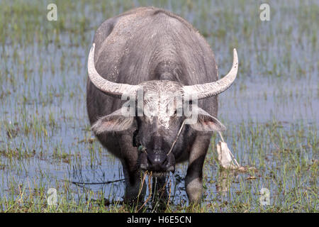 Wasserbüffel aka Carabao, in Reisfeldern, Kambodscha Stockfoto