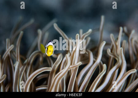 Eine junge Clarks Anemonenfische lebt unter den schützenden Tentakeln seine Host-Anemone an einem Korallenriff in Raja Ampat, Indonesien. Stockfoto