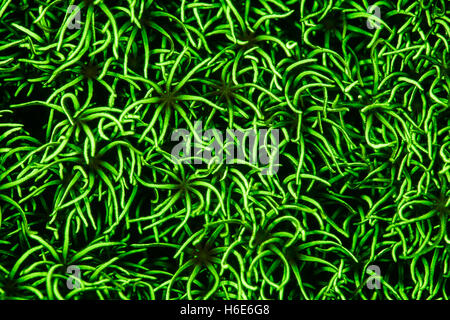 Eine Nelkenkorallen Kolonie zeigt Fluoreszenz an einem Riff in Raja Ampat. Warum viele Meeresorganismen fluoreszieren ist nicht vollständig geklärt. Stockfoto