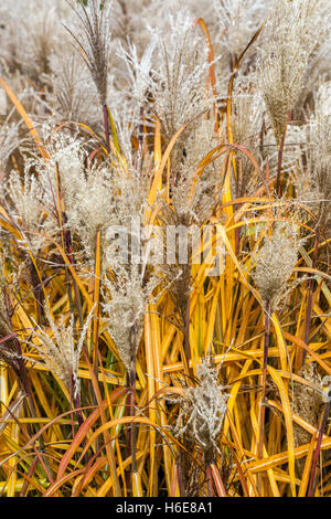 Chinesische silber Gras gelbe Blätter, Miscanthus sinensis ilberturm' im Herbst Stockfoto