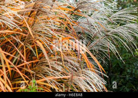 Miscanthus sinensis 'Positano' Chinesisches Silbergras herbstliches Ziergras Stockfoto