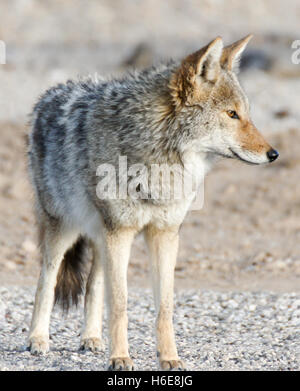 Coyote - Canis latrans Stockfoto