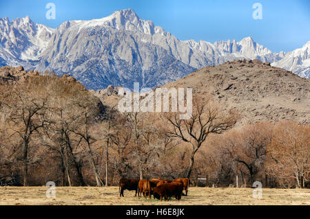 Mt. Whitney, Sierra Nevada Berge und Kühe in den Voralpen. Lone Pine, Kalifornien, USA Stockfoto