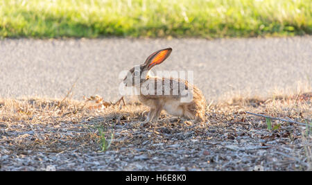 Schwarz-angebundene Jackrabbit - Lepus californicus Stockfoto