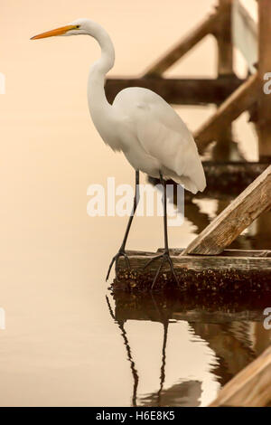 Silberreiher (Ardea Alba) thront auf einem Dock am See. Shoreline Park, Mountain View, Kalifornien, USA. Stockfoto