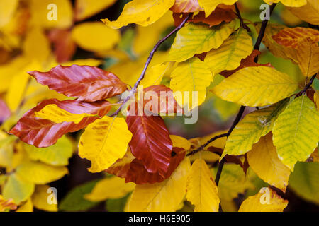Fagus Grandifolia "Caroliniana", amerikanische Buche, Herbstfarben Stockfoto
