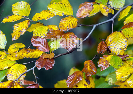 Fagus sylvatica, Herbstblätter aus europäischer Buche Stockfoto