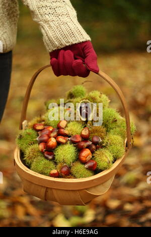 Eine Frau trägt frisch gesammelten Kastanien in eine Trug durch eine alte britische Wald an einem feinen Herbsttag, Vereinigtes Königreich Stockfoto