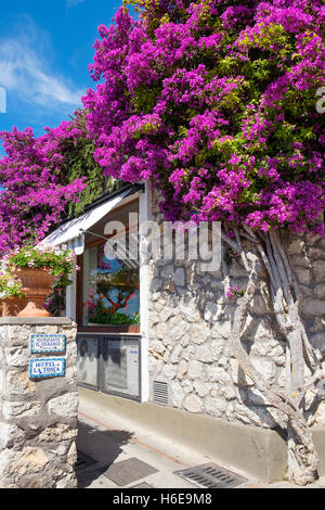 Gebäude fallen in nachgestellten Bougainvillea Blumen auf der Insel Capri, Italien Stockfoto