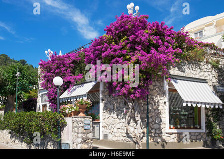 Gebäude fallen in nachgestellten Bougainvillea Blumen auf der Insel Capri, Italien Stockfoto