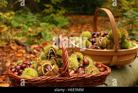 Frisch gesammelten Kastanien (Castanea Sativa), darunter einige in ihrer stacheligen Schale, in einem alten Waldgebiet in Yorkshire, Großbritannien Stockfoto