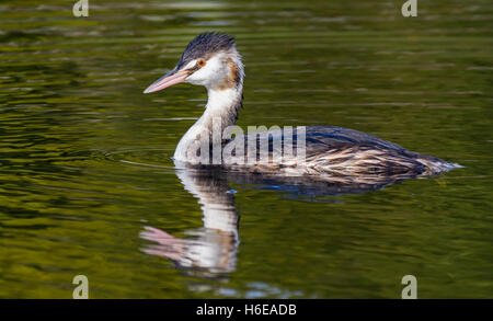 Haubentaucher (Podiceps cristatus) in nicht-Zucht Gefieder, schwimmen im Wasser in West Sussex, England, UK. Stockfoto