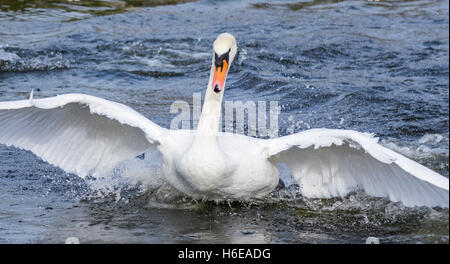 Weiße Höckerschwan (Cygnus Olor) ausziehen aus Wasser, fliegen in Richtung der Kamera, im Vereinigten Königreich. Stockfoto