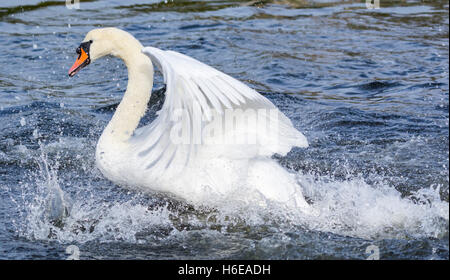 Weißer Höckerschwan (Cygnus olor) vom Wasser in Großbritannien. Stockfoto