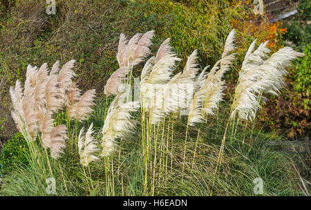 Pampas Gras (cortaderia Selloana) im Herbst in Großbritannien. Stockfoto