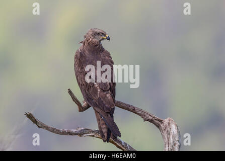 Schwarzmilan Milvus Migrans, Schwarzmilan Stockfoto