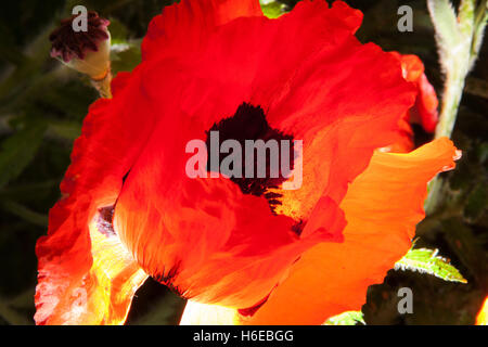 Abstrakte Fotografie eine Mohnblume, Papaveroideae der Familie Papaveraceae, stark zurück Beleuchtung, orange gelb schwarz weiß Stockfoto