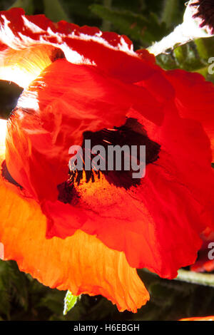 Abstrakte Fotografie eine Mohnblume, Papaveroideae der Familie Papaveraceae, stark zurück Beleuchtung, orange gelb schwarz weiß Stockfoto