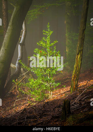 Eineinziger Stechbusch in einem Wald Stockfoto