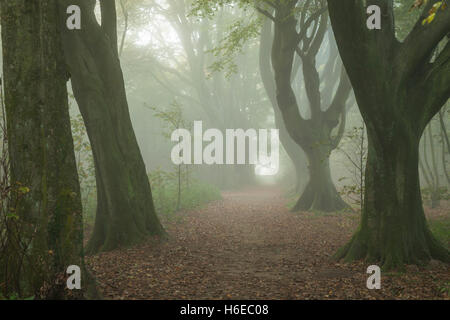 Nebligen Herbstmorgen in Stanmer Park, East Sussex, England. South Downs National Park. Stockfoto