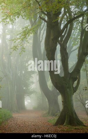 Nebligen Herbstmorgen in Stanmer Park, East Sussex, England. South Downs National Park. Stockfoto