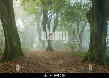 Nebligen Herbstmorgen in Stanmer Park, East Sussex, England. South Downs National Park. Stockfoto