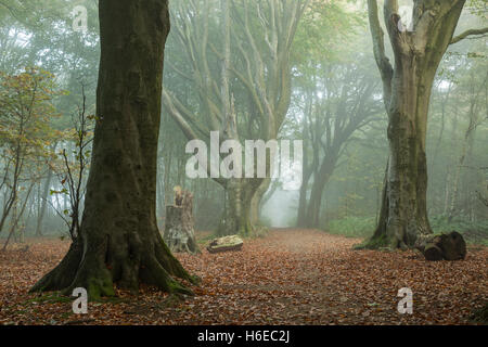 Nebligen Herbstmorgen in Stanmer Park, East Sussex, England. South Downs National Park. Stockfoto