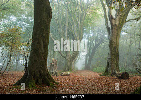 Nebligen Herbstmorgen in Stanmer Park, East Sussex, England. South Downs National Park. Stockfoto