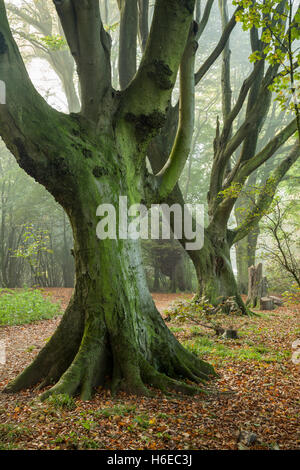 Nebligen Herbstmorgen in Stanmer Park, East Sussex, England. South Downs National Park. Stockfoto