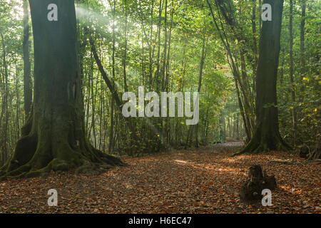 Nebligen Herbstmorgen in Stanmer Park, East Sussex, England. South Downs National Park. Stockfoto