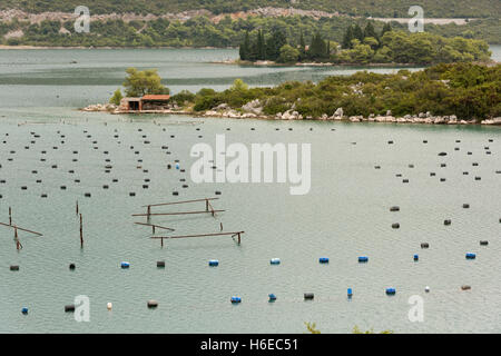 Eine Muschel auf dem Bauernhof am Drace auf Peljesac Halbinsel Croatiashowing im Meer die Bojen und Marker, wo die Muscheln wachsen Stockfoto