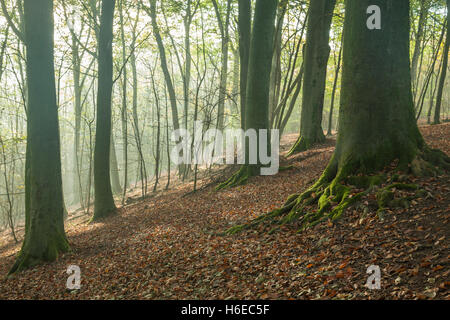 Nebligen Herbstmorgen in Stanmer Park, East Sussex, England. South Downs National Park. Stockfoto