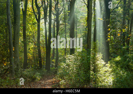 Nebligen Herbstmorgen in Stanmer Park, East Sussex, England. South Downs National Park. Stockfoto