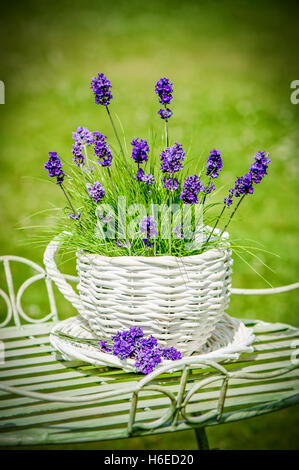 Lavendel Blumen im Land Sommergarten Stockfoto