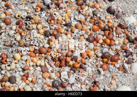 Full-Frame-Hintergrund zeigt viele bunte kleine Meeresschnecke Muscheln gesehen in der Bretagne Stockfoto