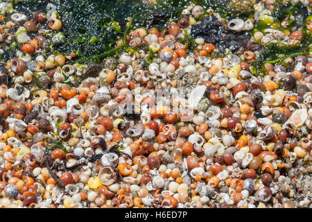 Full-Frame-Hintergrund zeigt viele bunte kleine Meeresschnecke Muscheln gesehen in der Bretagne Stockfoto