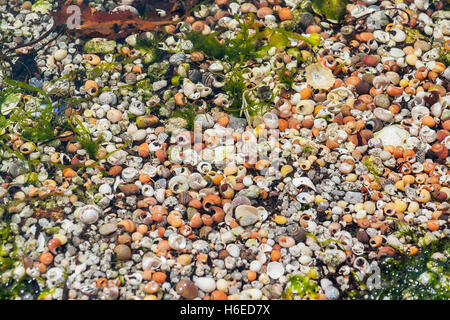 Full-Frame-Hintergrund zeigt viele bunte kleine Meeresschnecke Muscheln gesehen in der Bretagne Stockfoto